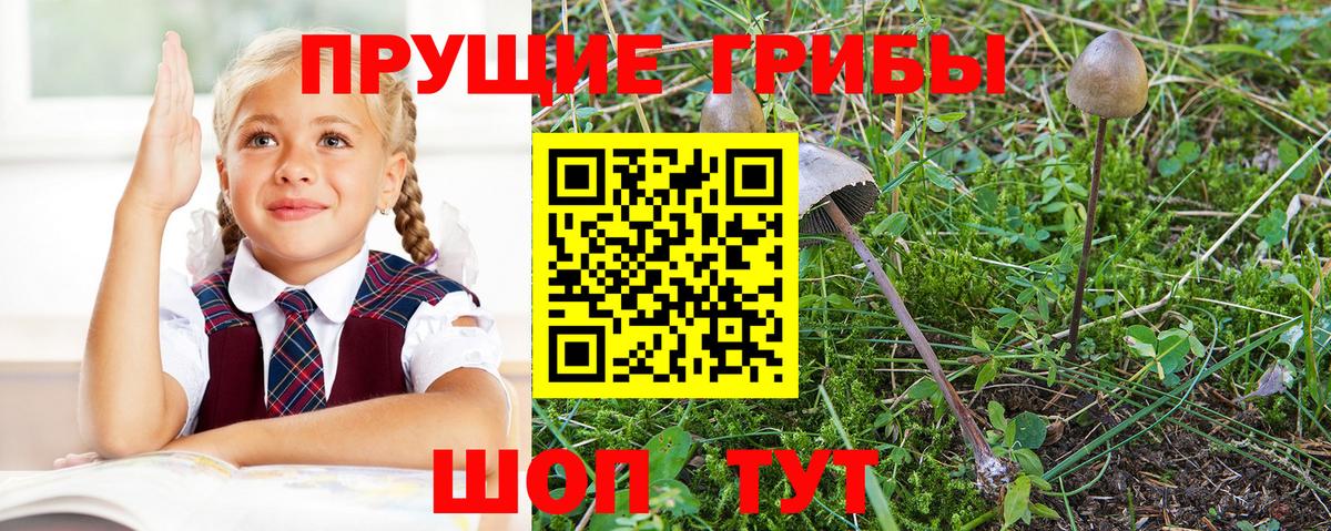Псилоцибиновые грибы Psilocybine cubensis  Вход с VPN  Галлюциногенные грибы MAGIC MUSHROOMS  Реж 
